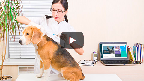 Saiba como registrar lembretes no VetGo - Sistema de gestão de clínicas veterinárias online